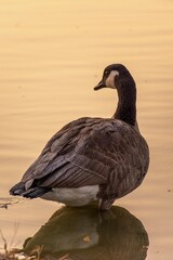 goose on water
