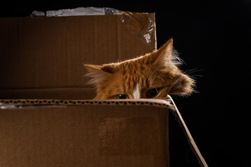 An orange cat slinks down in a cardboard box