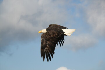 Eagle in Flight on Adak