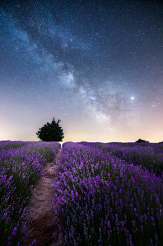Lavanda and Milky Way in Langhe, Sale San Giovanni, Piedmont, Italy