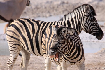 Zebra braying