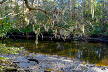pond in the park