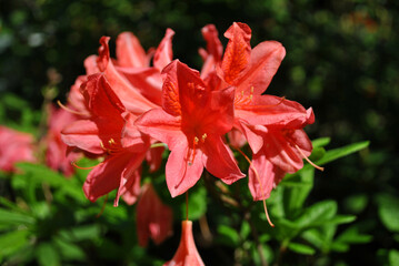 Coral red rhododendron flowers, soft blurry green leaves background