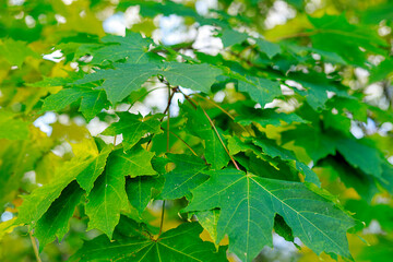 Fototapeta na wymiar Green and yellow maple leaves soft focus photography. Natural fall pattern background. Park in sunny autumn day.