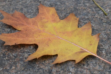 Fallen yellow leaves close up