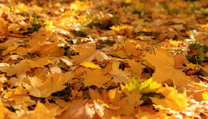 Autumn yellow maple leaves on the ground soft focus photography. Natural fall pattern background. City park in sunny autumn day.