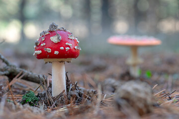 muchomor,grzyb,las,jesień