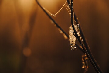 spider web with water drops