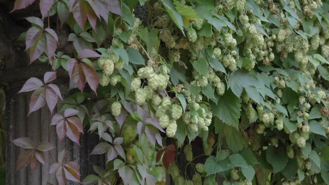 Close up green hop humulus in slow motion