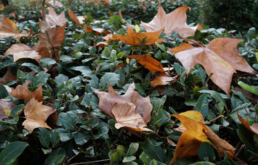 old leaves fall from the trees