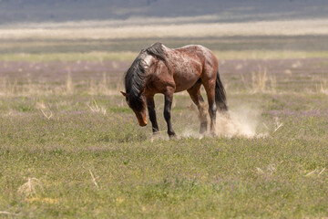 Fototapeta premium Beautiful Wild Horse in the Utah desert in spring