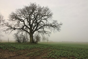 old oak tree in the mist, tree funeral, green burial