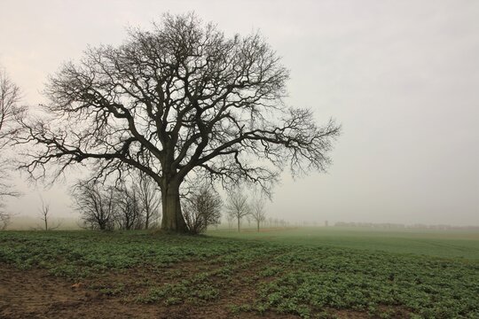 Old Oak Tree In The Mist, Tree Funeral, Green Burial