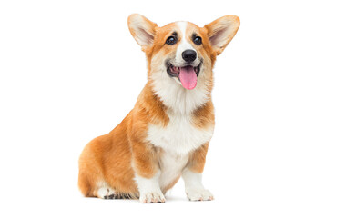 welsh corgi puppy looks up on an isolated background