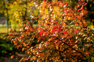 Bush with colorful leaves. Autumnal city park on a sunny day. Autumn vibes scene. Bright fall background with bokeh. Selective focus photography.