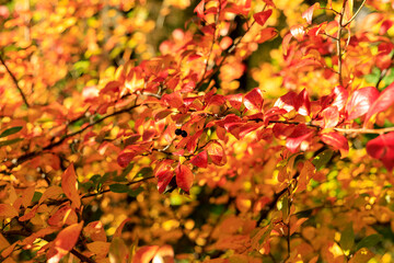 Bush with colorful leaves. Autumnal garden on a sunny day. Autumn mood scene. Bright fall background with bokeh. Selective focus photography.