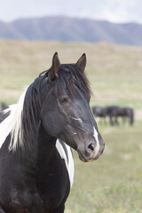 Obraz premium Beautiful Wild Horse in the Utah desert in spring