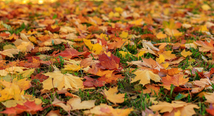 Colorful autumn maple leaves on the green grass selective focus photography. Garden in sunny autumn day. Bright fall pattern background.