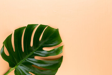 Tropical Jungle Leaf, Monstera, resting on flat surface, on peach background. © gitusik