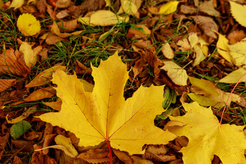 Fallen leaves on the green grass in autumnal garden. Closeup of yellow maple leaf on a sunny day. Autumn mood scene. Selective focus photography. Seasonal fall background.
