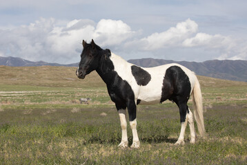 Obraz premium Beautiful Wild Horse in the Utah desert in spring