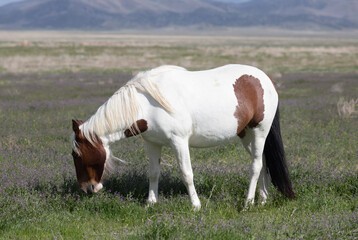 Fototapeta na wymiar Beautiful Wild Horse in the Utah desert in spring