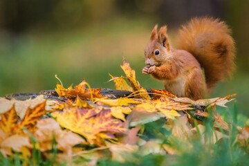 Cute red Eurasian squirrel with fluffy tail sitting on a tree stump covered with colorful leaves feeding on seeds. Sunny autumn day in a deep forest. Blurry yellow and brown background.