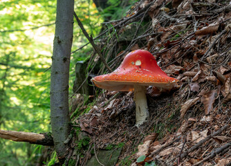 muchomor.las.jesień © Andrzej