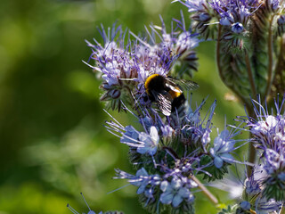 Buff-tailed Bumblebee (Bombus terrestris) feeding on nectar and pollen 