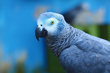 A beautiful Gray African Parrot . © Shuva