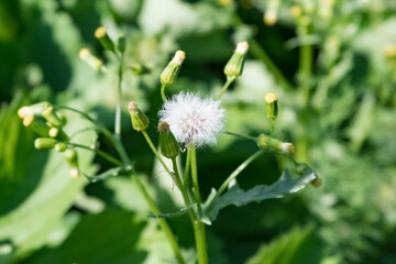 Weed in the garden. Harmful grass seeds