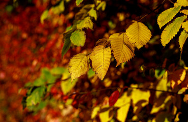 Yellow leaves on bush highlighted by sunlight soft focus photography. Vibrant fall pattern background with bokeh. Garden in sunny autumn day.