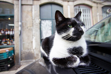 Cat in the streets of Porto, Portugal
