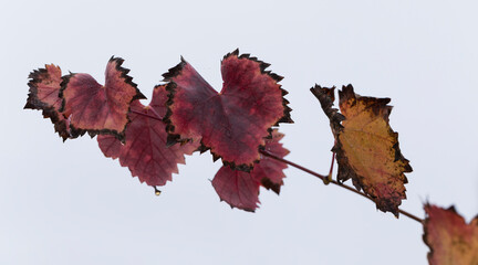 Wet vine branch in autumn, on a white background. Vineyard with red foliage. Viniculture.