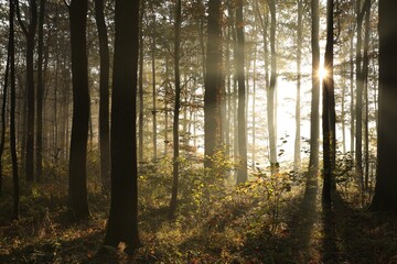 Autumn forest in foggy weather during sunrise