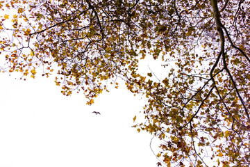 bird flying behind autumn tree