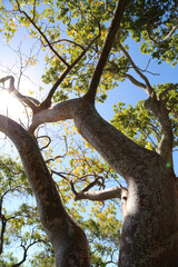 baum stamm von unten und blauer himmel 