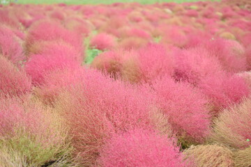 秋色に色づくコキア