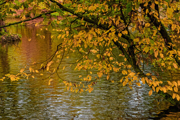Autumn around the lake