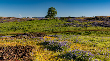 North Table mountain landscape featuring wildflower blooming and lone oak tree on a cloudless sky day, Oroville, California, USA