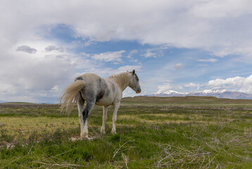 Obraz na płótnie Canvas Beautiful Wild Horse in the Utah desert in spring