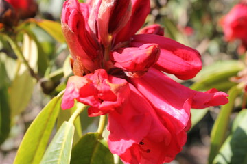 Naklejka premium Beautiful bright red flower.Macro.