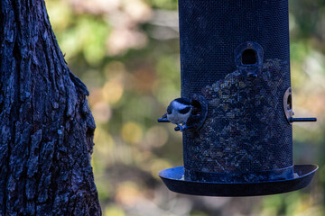 bird on a feeder in Missouri