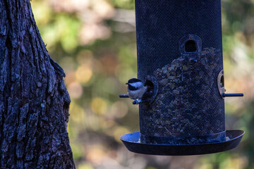 Bird on a feed in Missouri
