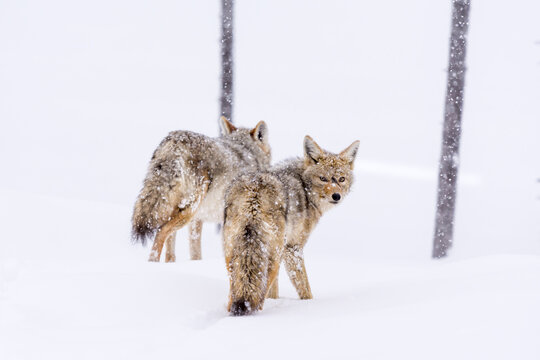 Two Coyotes (Canis Latrans) traveling through a snowy landscape in Yellowstone National Park, USA.