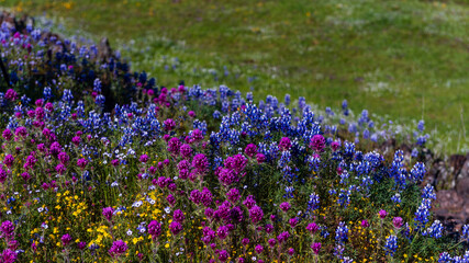 Obraz premium Blue purple and yellow wildflower bed background and copy space