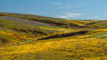 North Table mountain landscape featuring wildflower bloom, yellow and purple flowers