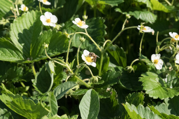 Bee on a flowering strawberry. Insect sits on a flower