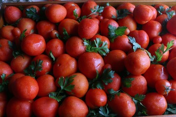 Closeup of shiny red tomatoes