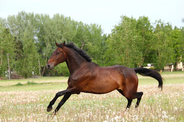 Beautful brown horse running free on the field with flowers